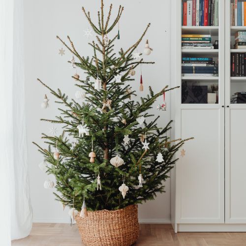 Tipuri de brazi de Craciun in ghiveci | Sfaturi de ingrijire Verdena