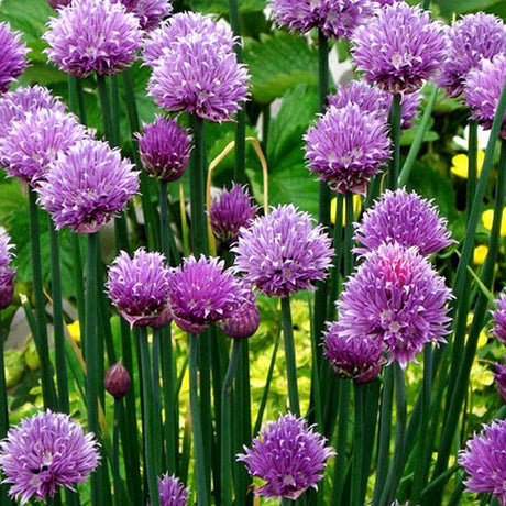 Allium – tot ce trebuie sa stii despre ceapa decorativa si cum sa o cultivi
