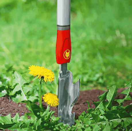 Combaterea papadiei din gazon – rapid si natural