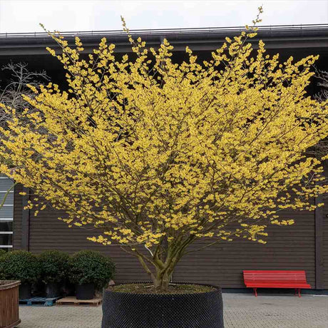 Hamamelis cu flori iarna – Ce este si ce beneficii are