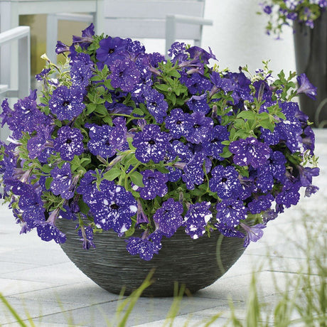 Plante cu flori pentru ghivece rezistente la soare