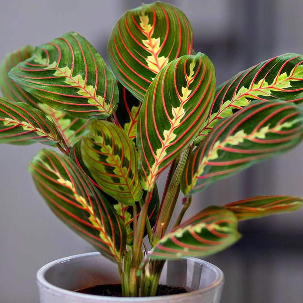 Cum cresti Maranta Leuconeura (Planta care se roaga)?