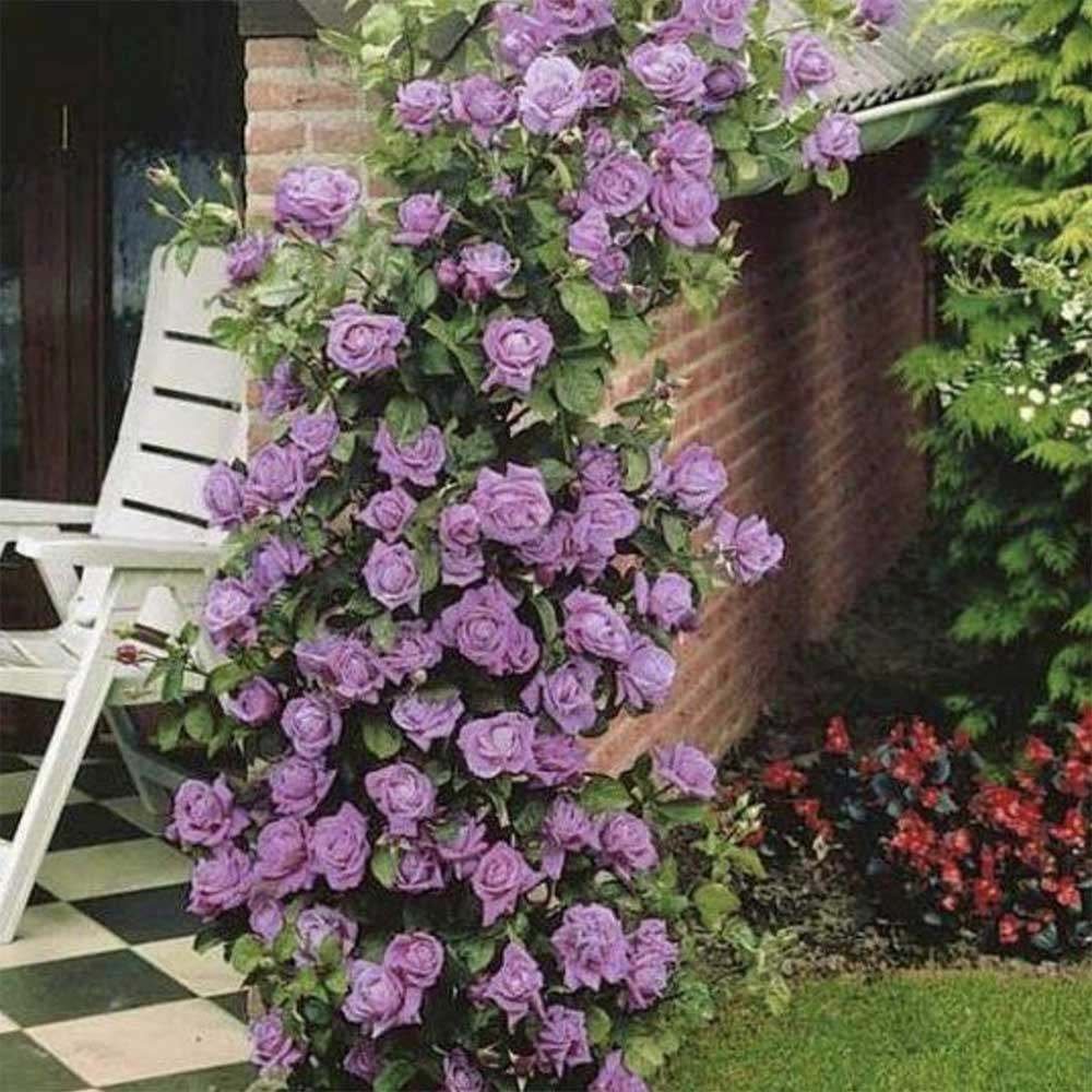 Top trandafiri cataratori care transforma gradina rapid