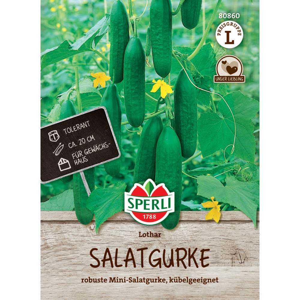 Seminte castraveti salata Lothar