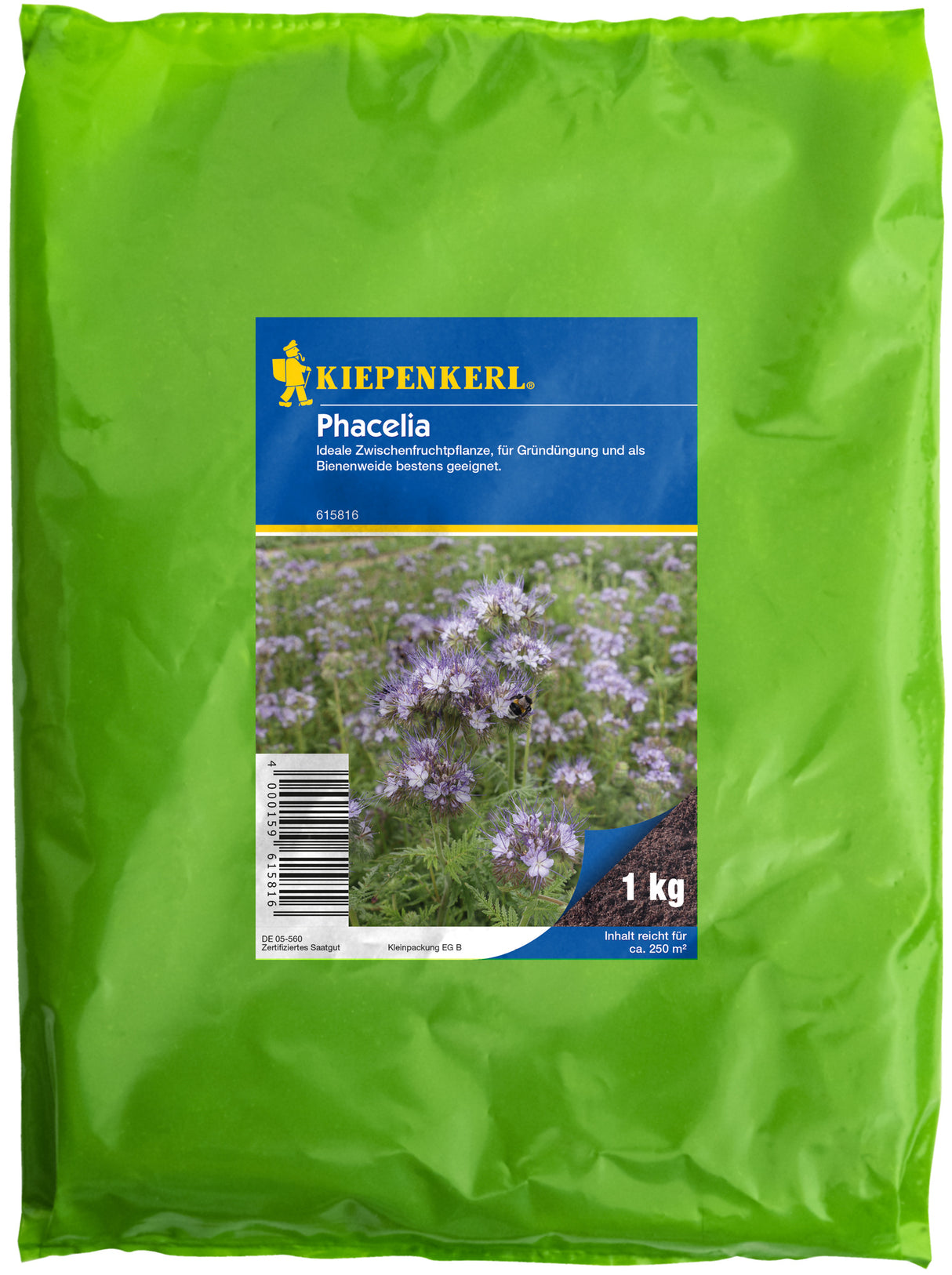 phacelia