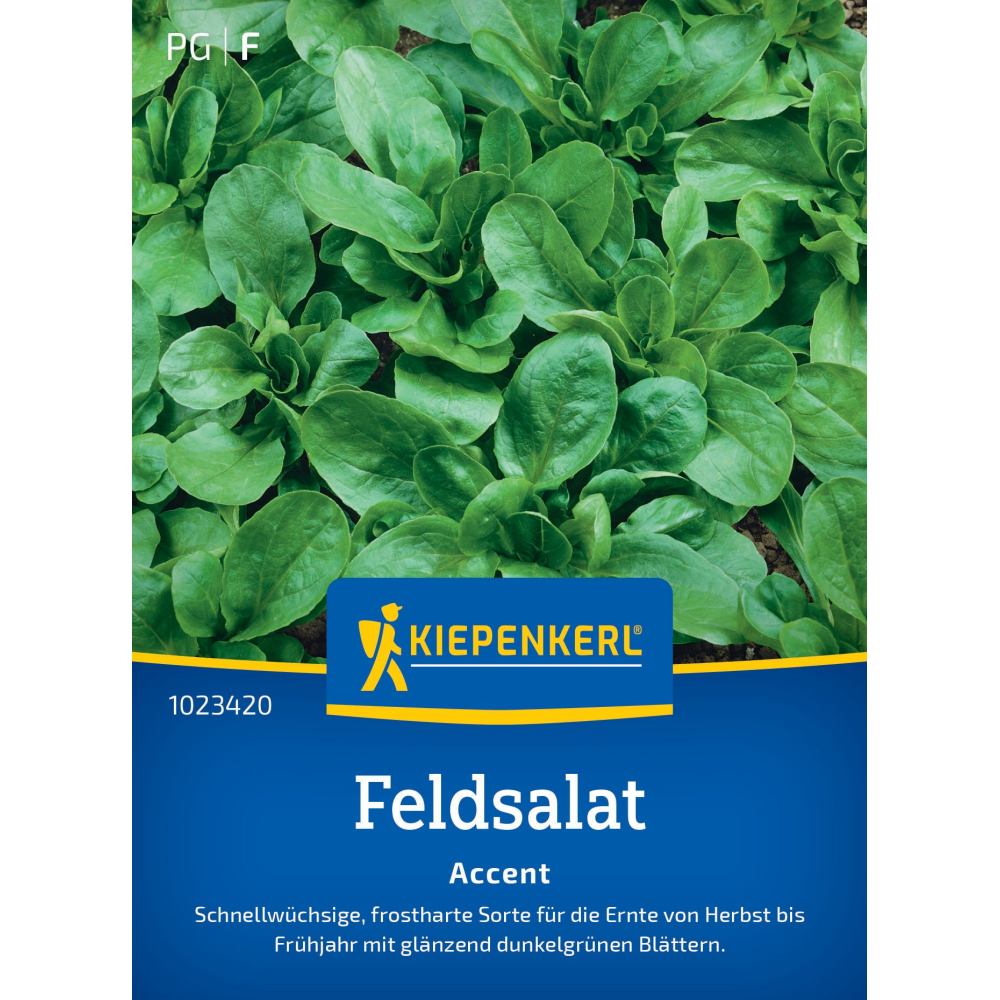 seminte salata de camp accent