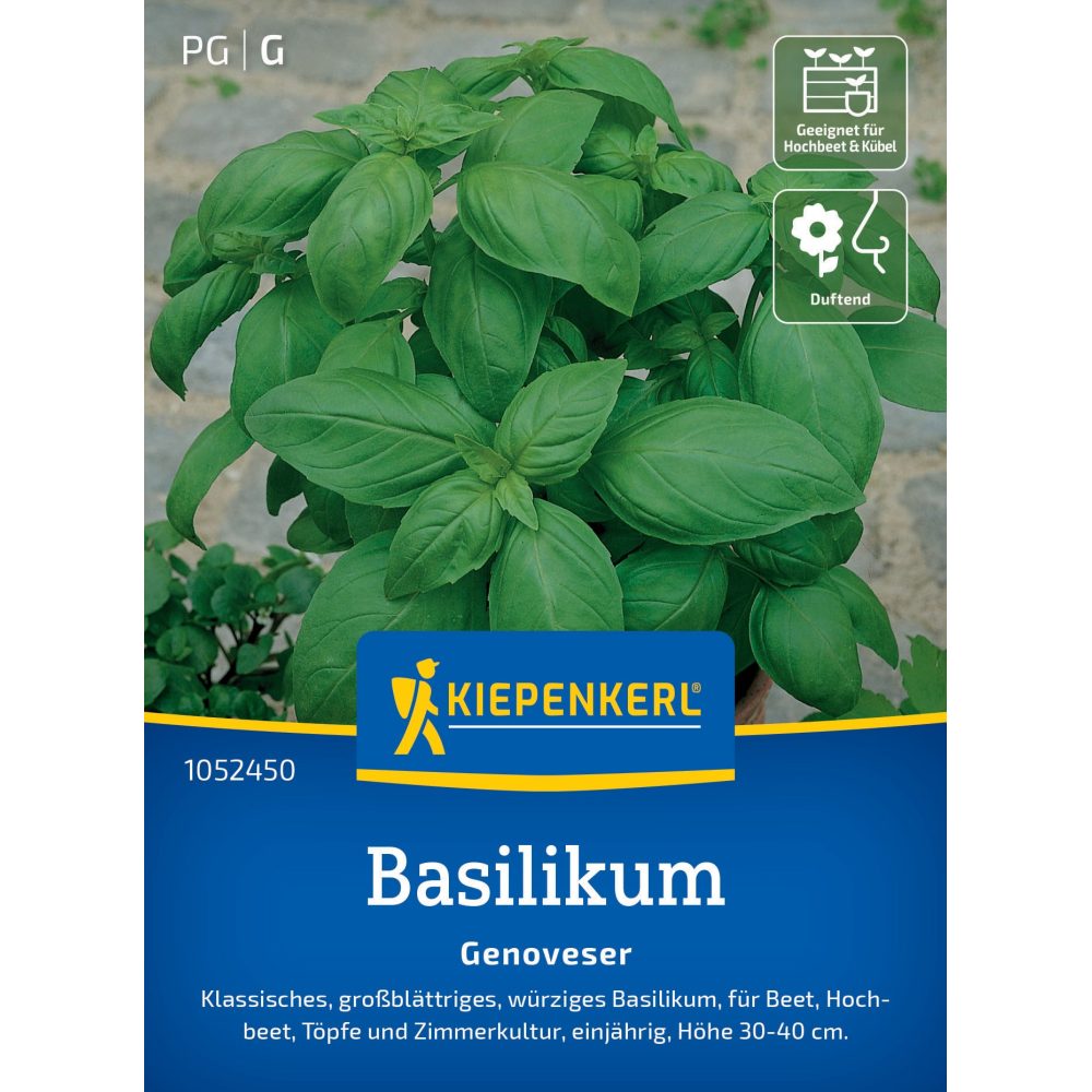 seminte busuioc genovez