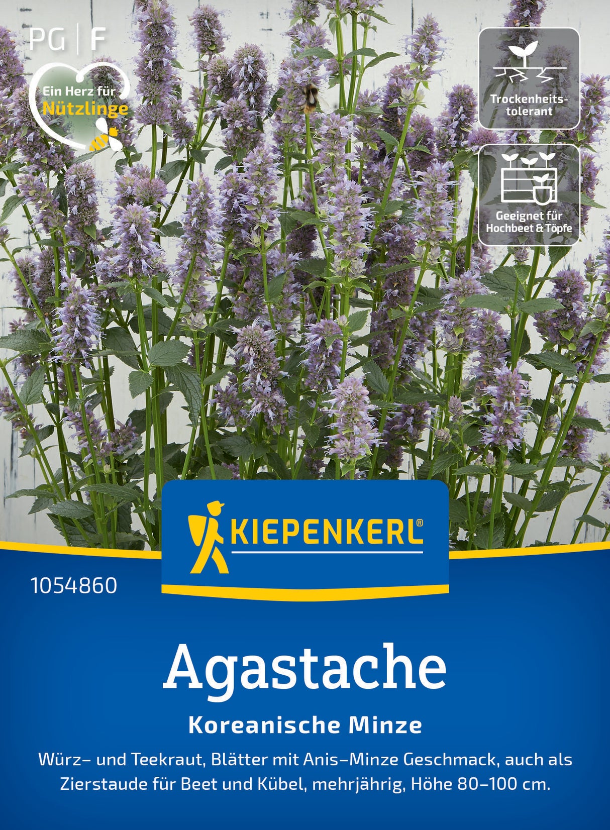 seminte agastache menta coreeana