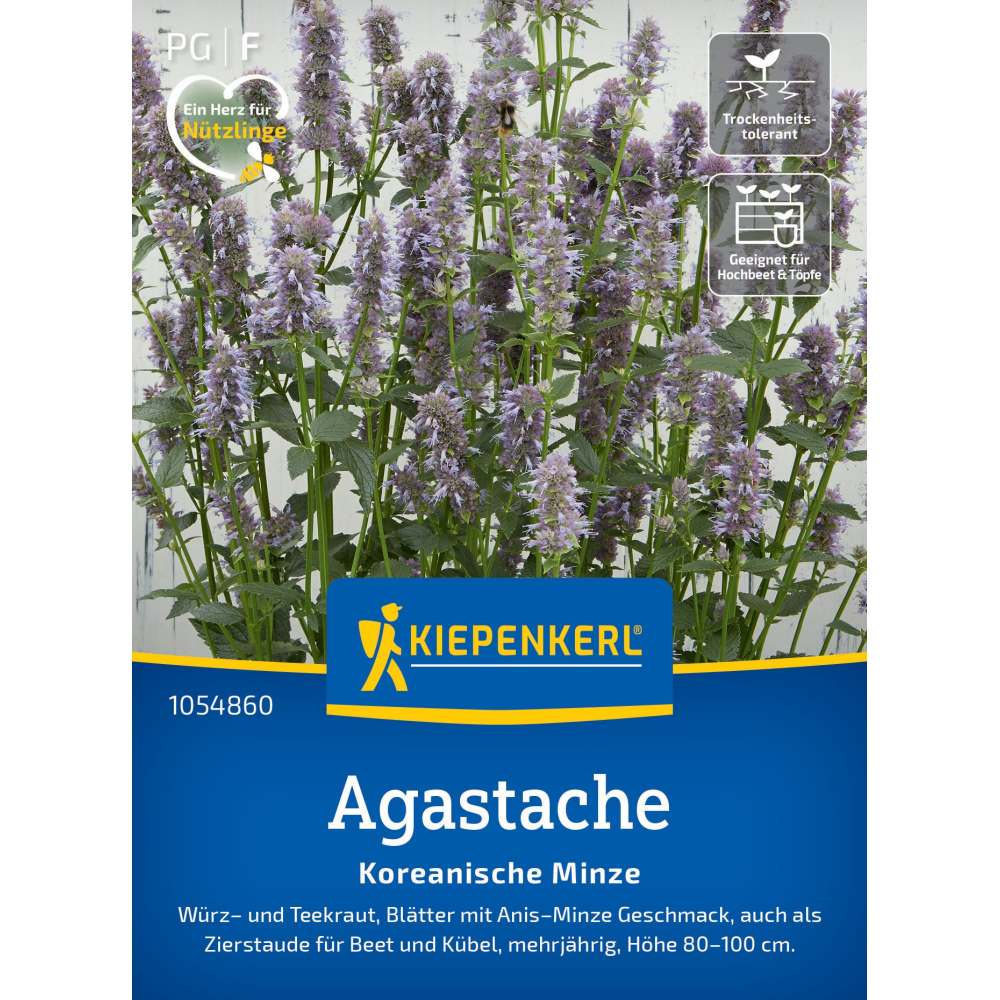 seminte agastache menta coreeana