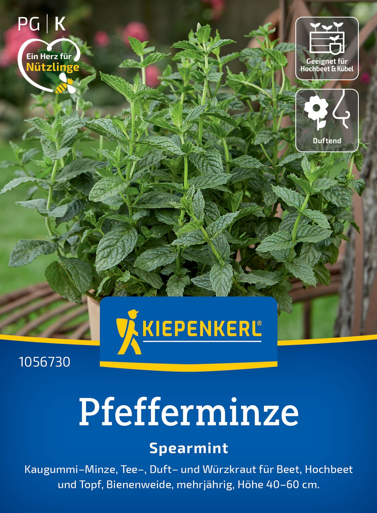 seminte menta spearmint