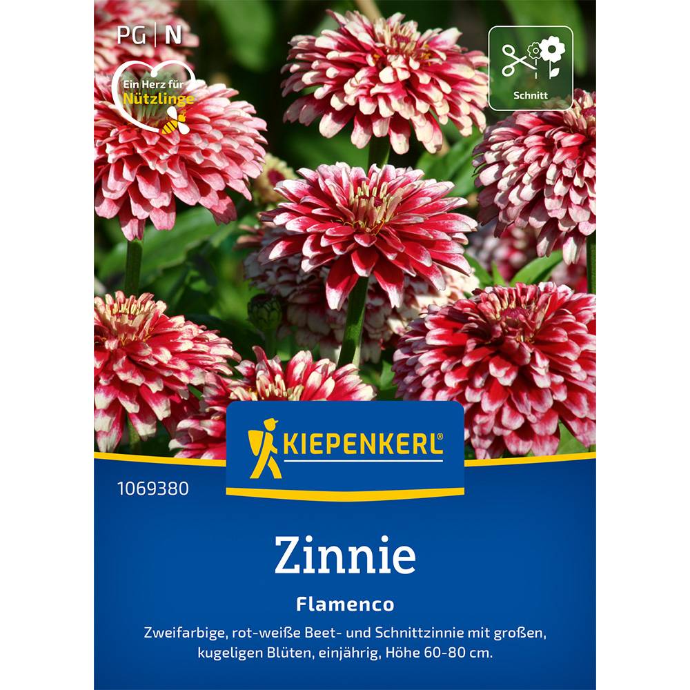 Seminte de zinnia Flamenco – flori mari decorative, ajunge pentru 50 Plante