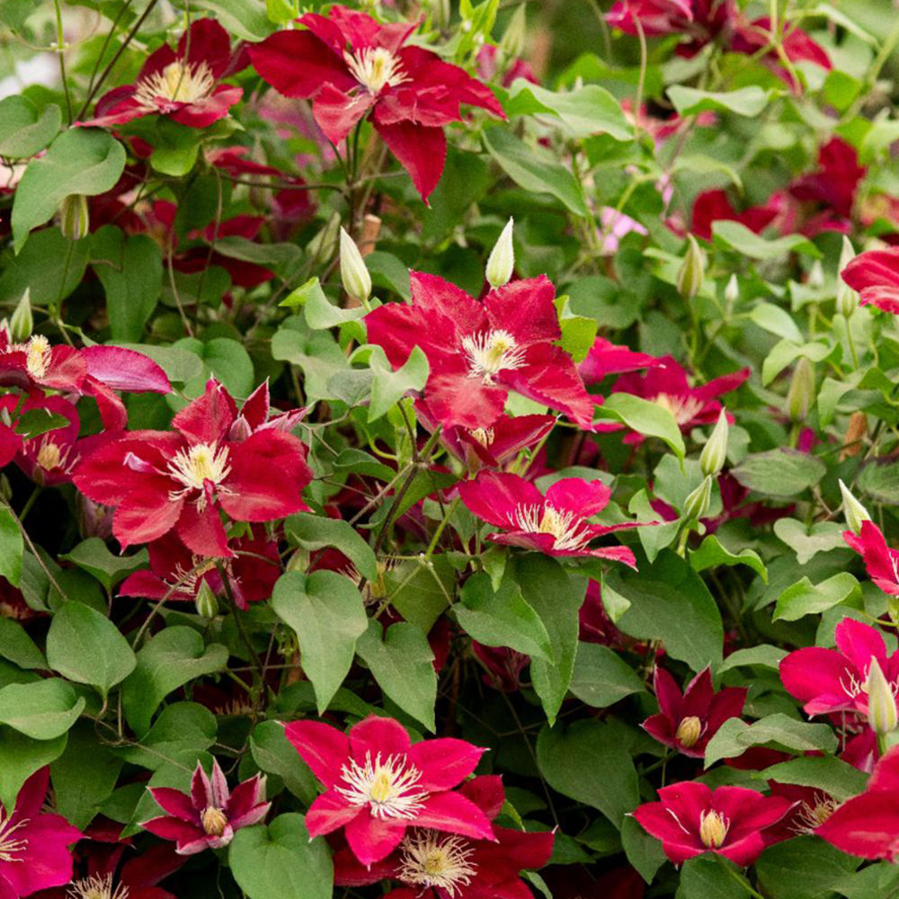 Clematita (Clematis) Elpis, flori rosu-violet cataratoare, inflorire abundenta