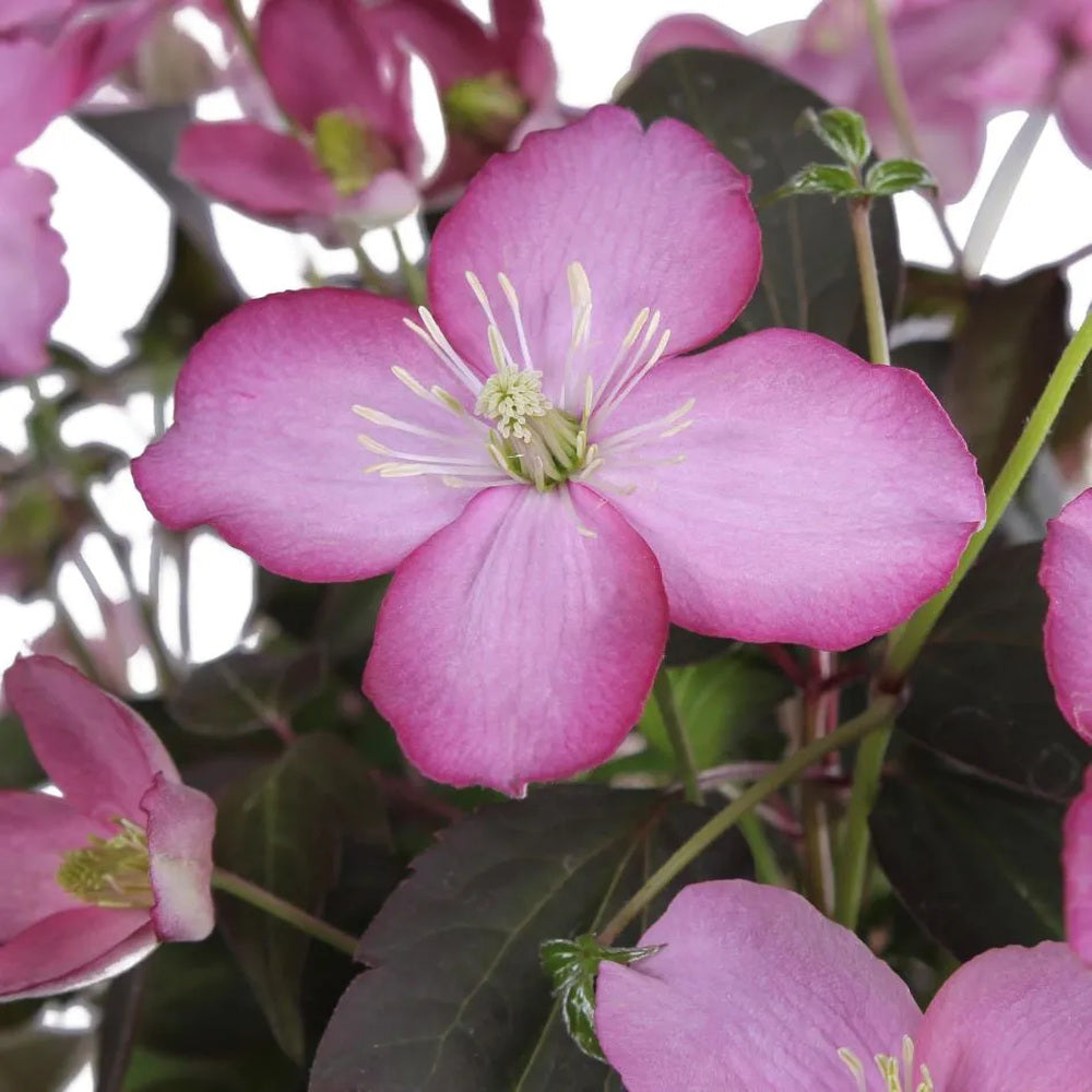 Clematis Montana Fincent, planta cataratoare cu flori roz delicate parfumate, crestere rapida