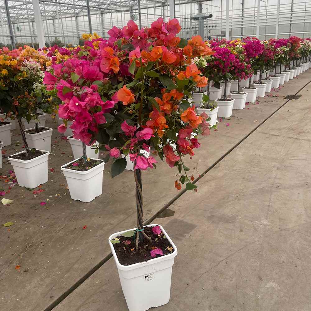 Floare de Hartie Bougainvillea Tricolor- Tip Copac, cu tulpina impletita planta ornamentala urcatoare flori roz alb portocaliu