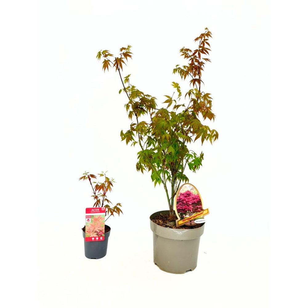 Artar Japonez Rosu Atropurpureum, cu frunzis rosu-purpuriu, decorativ, compact
