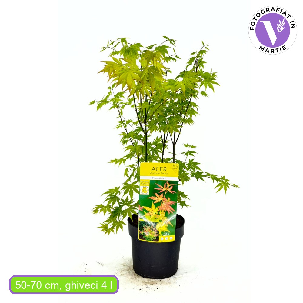 Artar Japonez Auriu Orange Dream, frunzis galben intens primavara si vara si portocaliu toamna, perfect pentru umbra