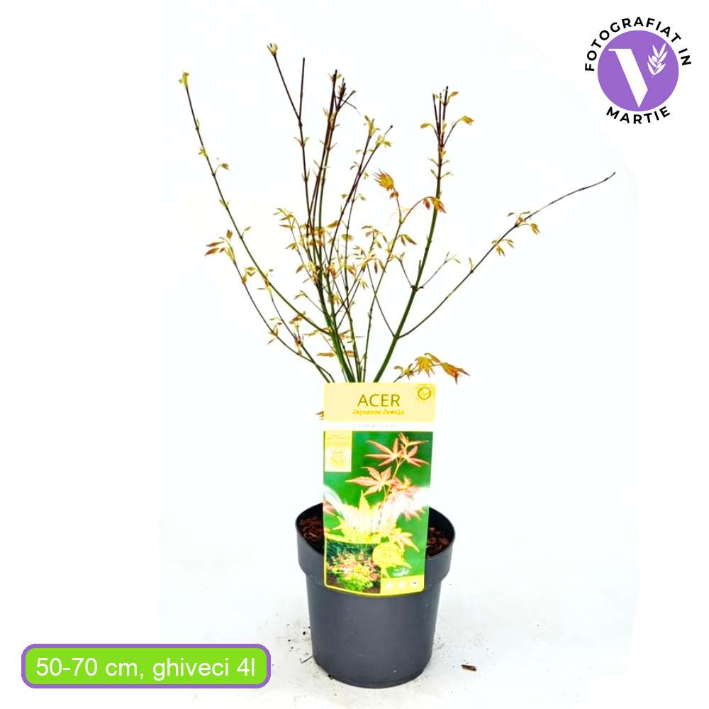 Artar Japonez Auriu Orange Dream, frunzis galben intens primavara si vara si portocaliu toamna, perfect pentru umbra