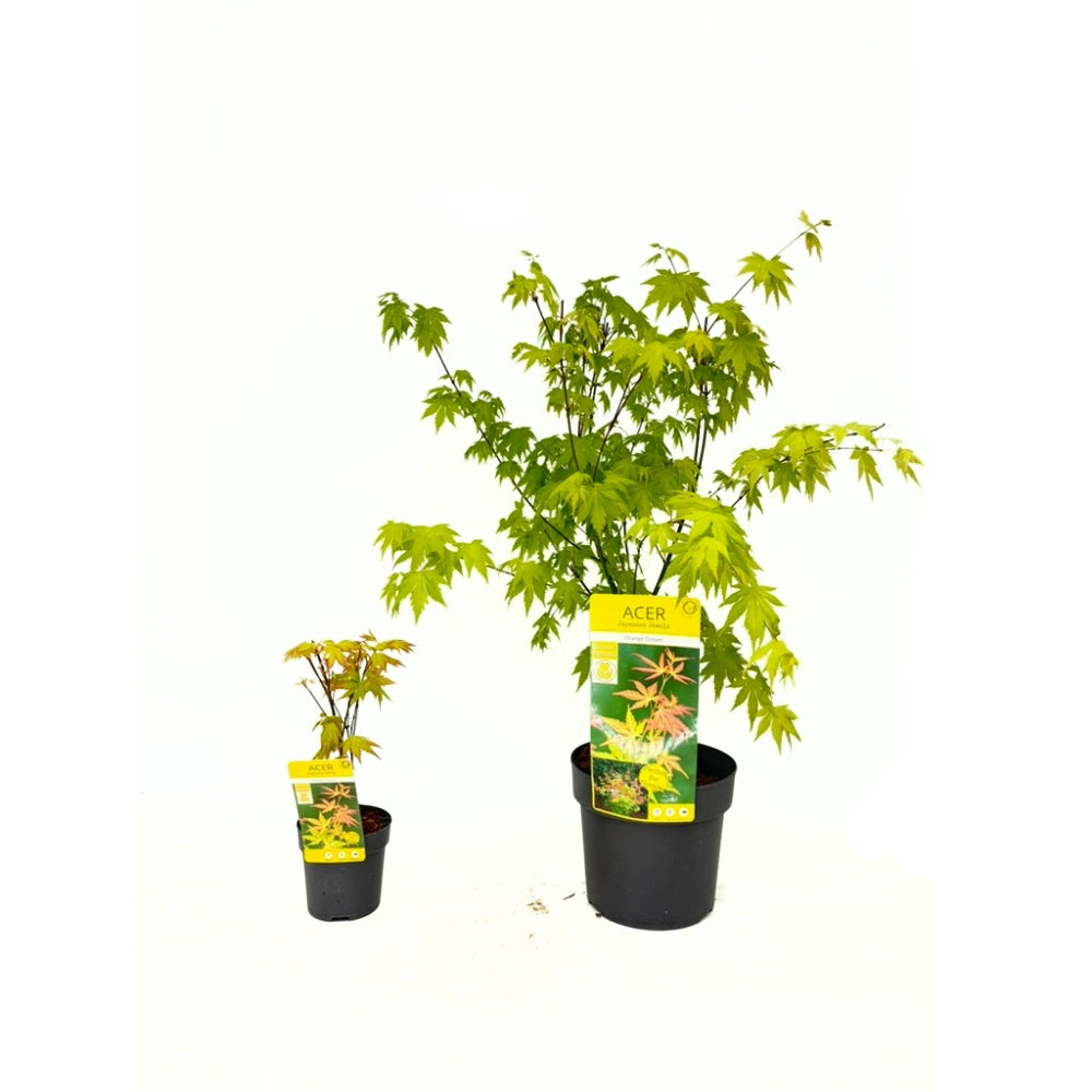 Artar Japonez Auriu Orange Dream, frunzis galben intens primavara si vara si portocaliu toamna, perfect pentru umbra