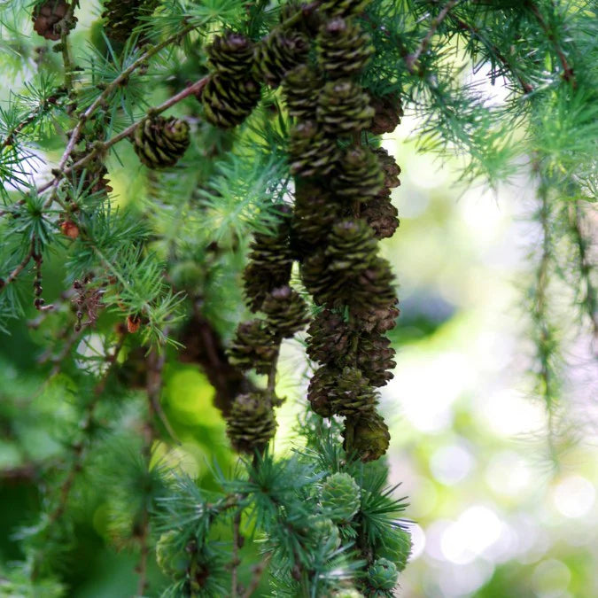 Larice/Zada (Larix) kaempferi, conifer autohton, rezistent, crestere rapida