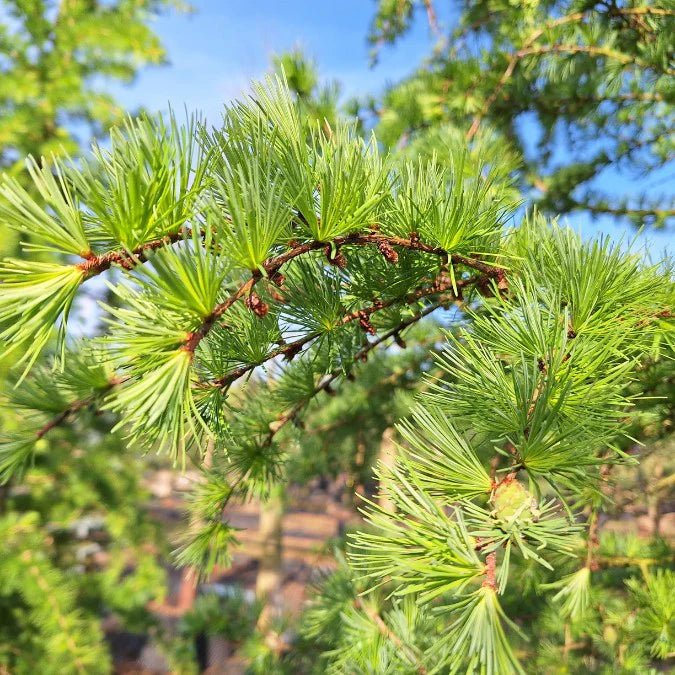 Larice/Zada (Larix) kaempferi, conifer autohton, rezistent, crestere rapida