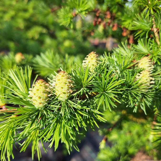 Larice/Zada (Larix) kaempferi, conifer autohton, rezistent, crestere rapida