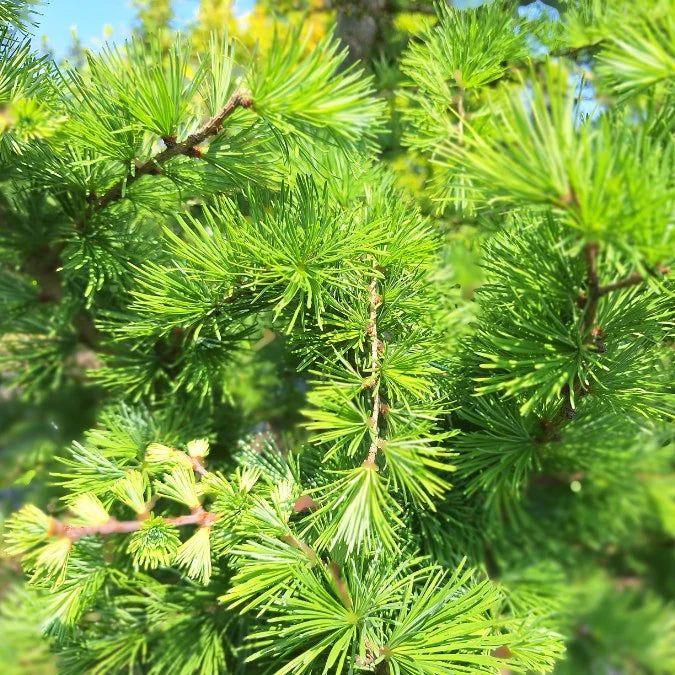 Larice/Zada (Larix) kaempferi, conifer autohton, rezistent, crestere rapida