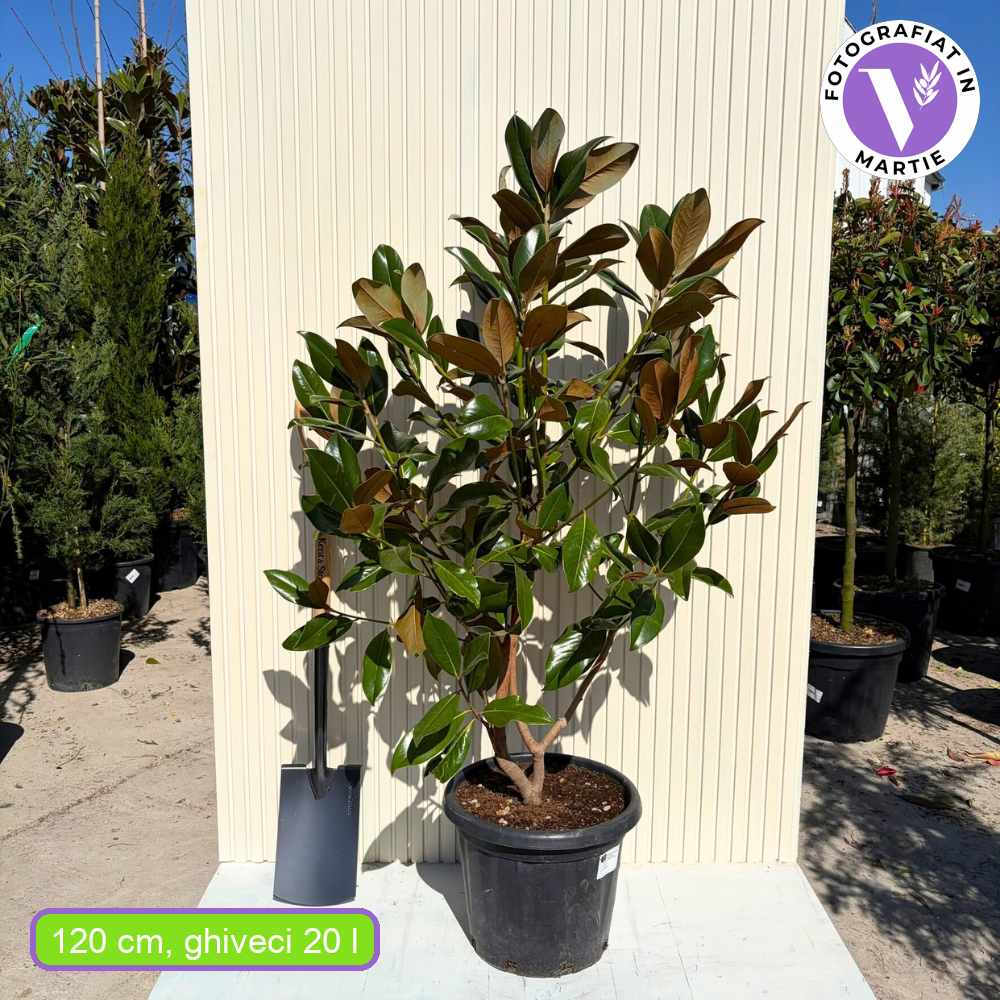 Magnolie Grandiflora Gallisoniensis, magnolie vesnic verde, flori albe uriase parfumate, frunze verde inchis lucios, revers brun catifelat, rezistenta la frig, ideal pentru gradini elegante