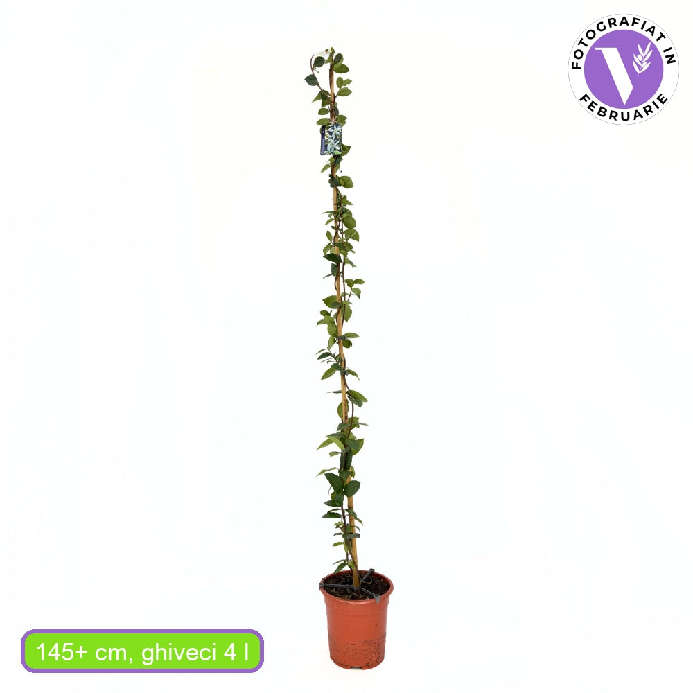 Iasomie Alba Stelata (Trachelospermum Jasminoides), cataratoare, cu flori albe foarte parfumate, cu frunzis vesnic verde, crestere rapida, rezistenta la frig