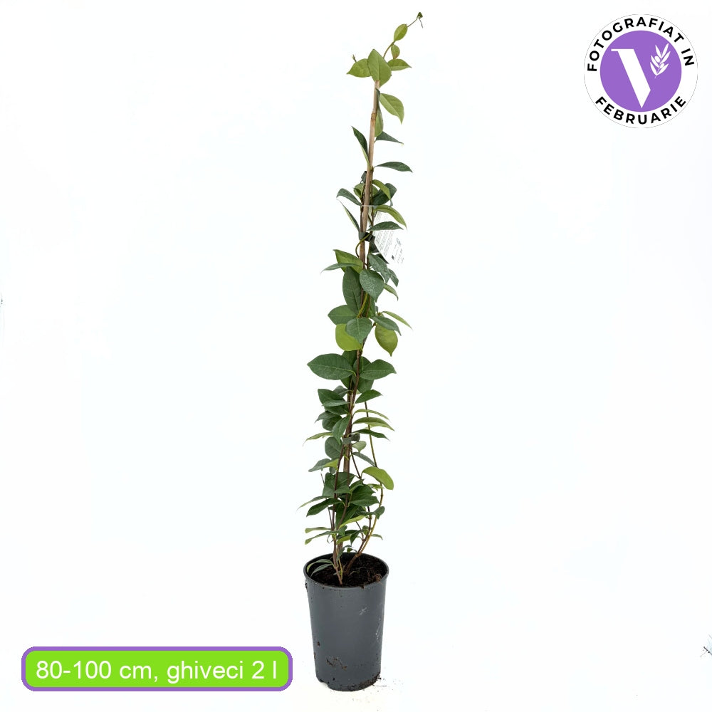 Iasomie Alba Stelata (Trachelospermum Jasminoides), cataratoare, cu flori albe foarte parfumate, cu frunzis vesnic verde, crestere rapida, rezistenta la frig