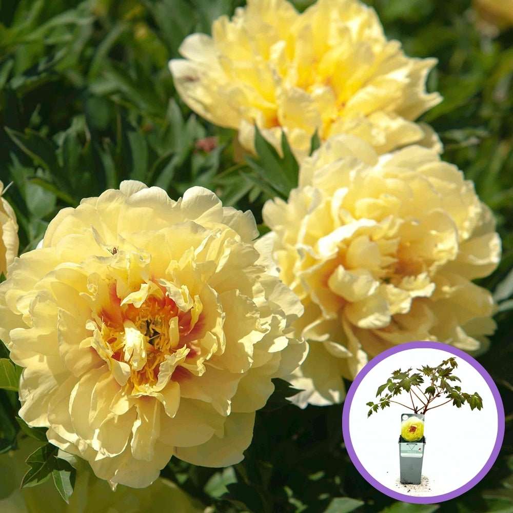Bujor Copac (Paeonia suffruticosa), cu flori galbene, planta ornamentala de gradina, inflorire spectaculoasa si parfum delicat, inradacinat in ghiveci