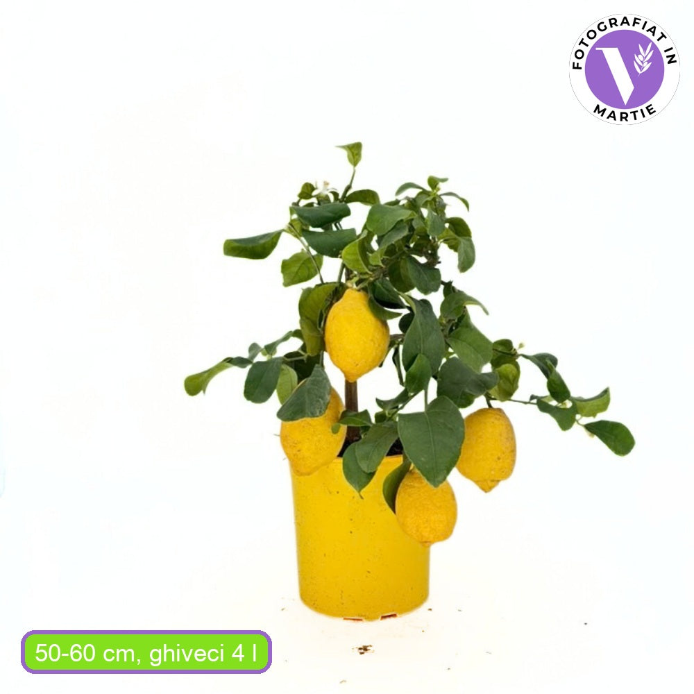 Pom Lamai (Citrus Limon), 50-60 cm, fructifer decorativ, autofertil, fructe galbene, parfumate, 2 ani pe rod