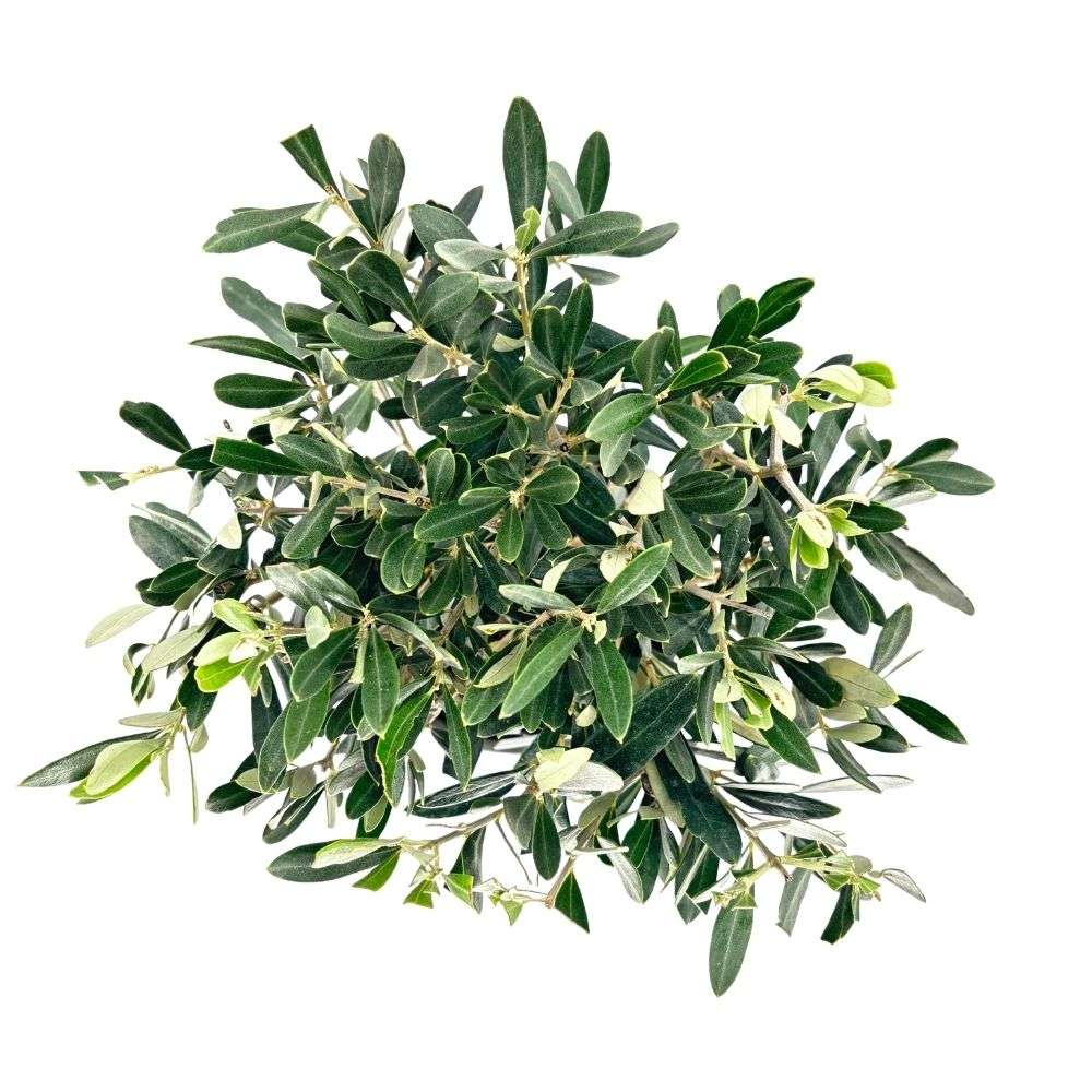 Maslin European Arbequina, Aclimatizat, rezistent iarna, vesnic verde, fructifer, usor de ingrijit, efect mediteranean, 30-40 cm