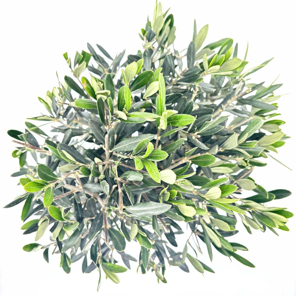 Maslin European Arbequina Aclimatizat, 70 cm, rezistent iarna, usor de ingrijit, vesnic verde, fructifer, efect mediteranean, Tulpina 50 cm