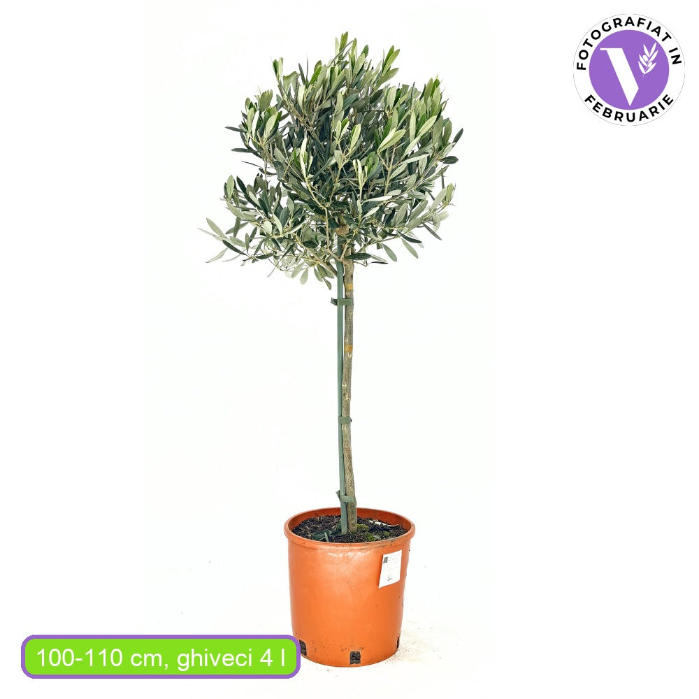 Maslin European Arbequina Aclimatizat, 70 cm, rezistent iarna, usor de ingrijit, vesnic verde, fructifer, efect mediteranean, Tulpina 50 cm