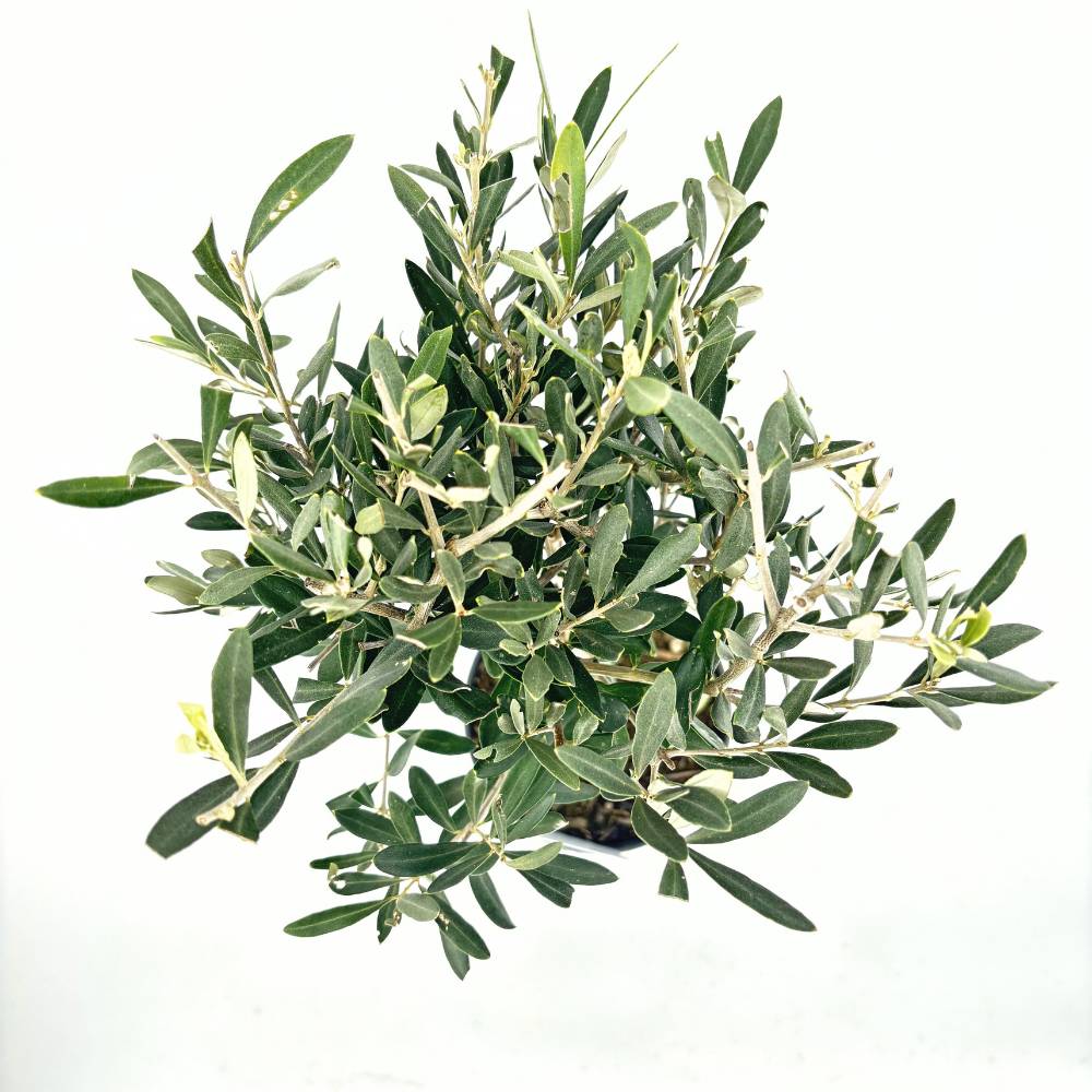 Maslin European Arbequina Aclimatizat, 60-70 cm, rezistent iarna, vesnic verde, fructifer, usor de ingrijit, efect mediteranean, Tulpina 30-40 cm