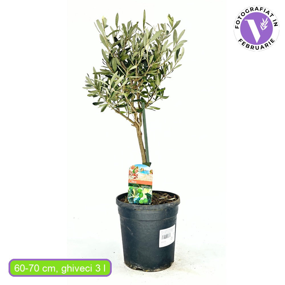 Maslin European Arbequina Aclimatizat, 60-70 cm, rezistent iarna, vesnic verde, fructifer, usor de ingrijit, efect mediteranean, Tulpina 30-40 cm