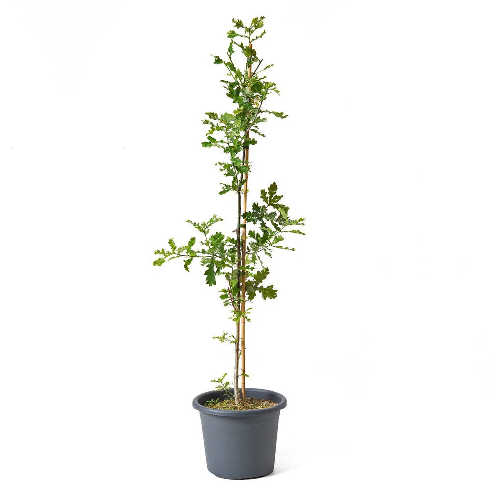Stejar Romanesc (Gorun) Quercus petraea, maiestuos, longeviv, frunze lungi