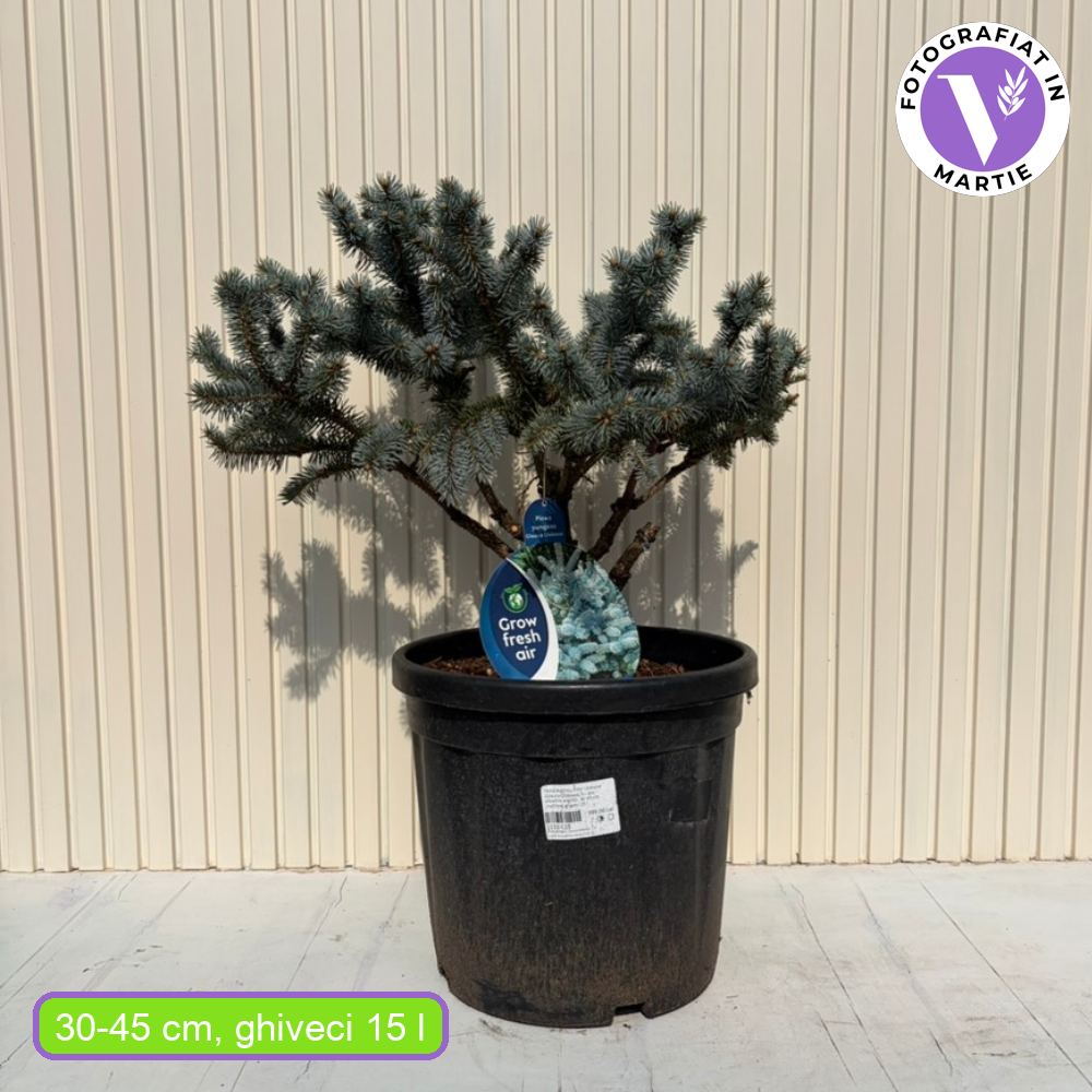 Molid Argintiu Pitic Globular (Glauca Globosa), cu ace albastre-argintii