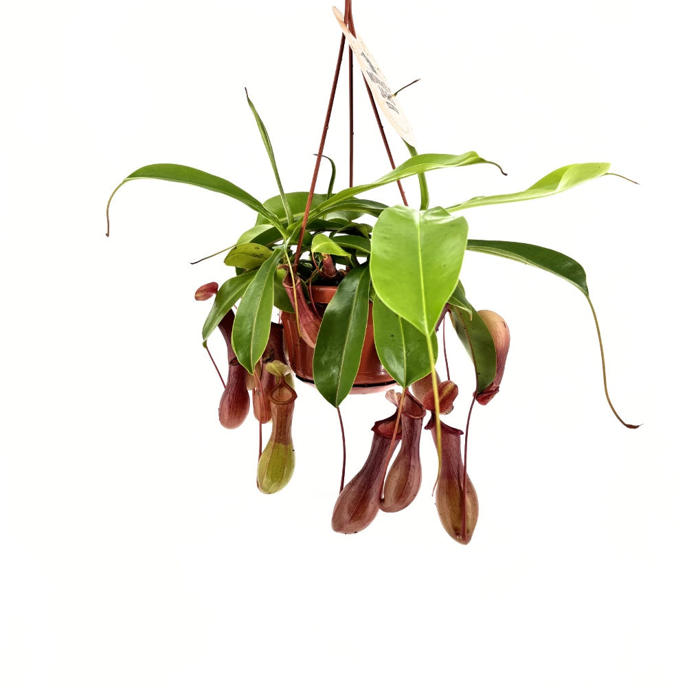 Planta Carnivora (Nepenthes) Alata Monkey Jars, planta exotica cu ulcioare, floare care mananca insecte, planta tropicala rara pentru interior - 20 cm
