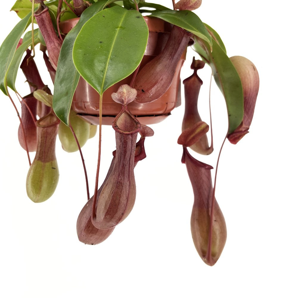 Planta Carnivora (Nepenthes) Alata Monkey Jars, planta exotica cu ulcioare, floare care mananca insecte, planta tropicala rara pentru interior - 20 cm