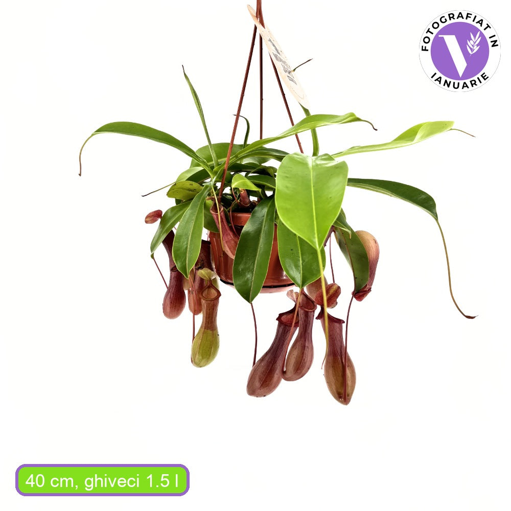 Planta Carnivora (Nepenthes) Alata Monkey Jars, planta exotica cu ulcioare, floare care mananca insecte, planta tropicala rara pentru interior - 20 cm