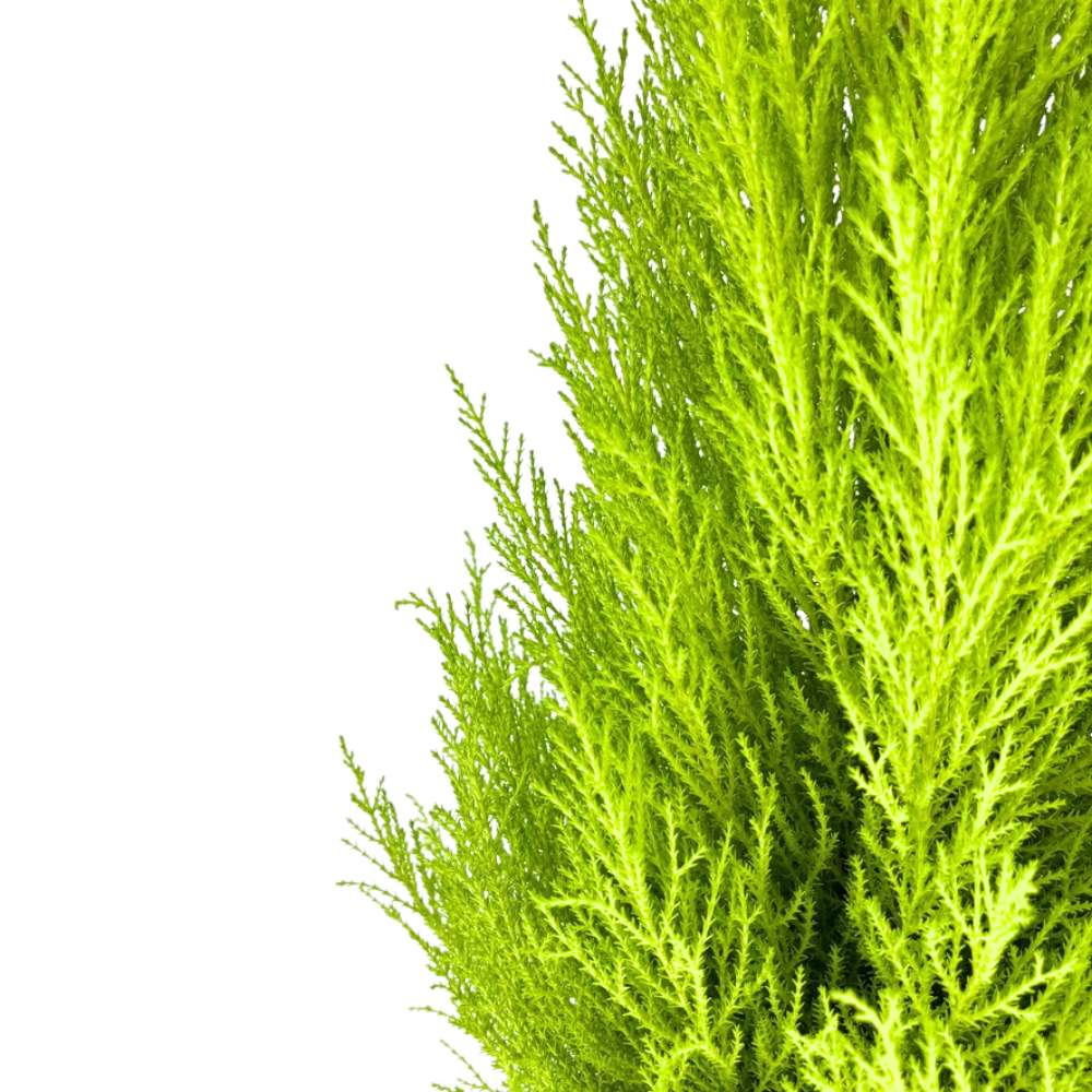 Chiparos de Lamaie Goldcrest Wilma, conifer decorativ auriu, forma piramidala, crestere compacta, rezistenta la taiere si parfum placut de lamaie