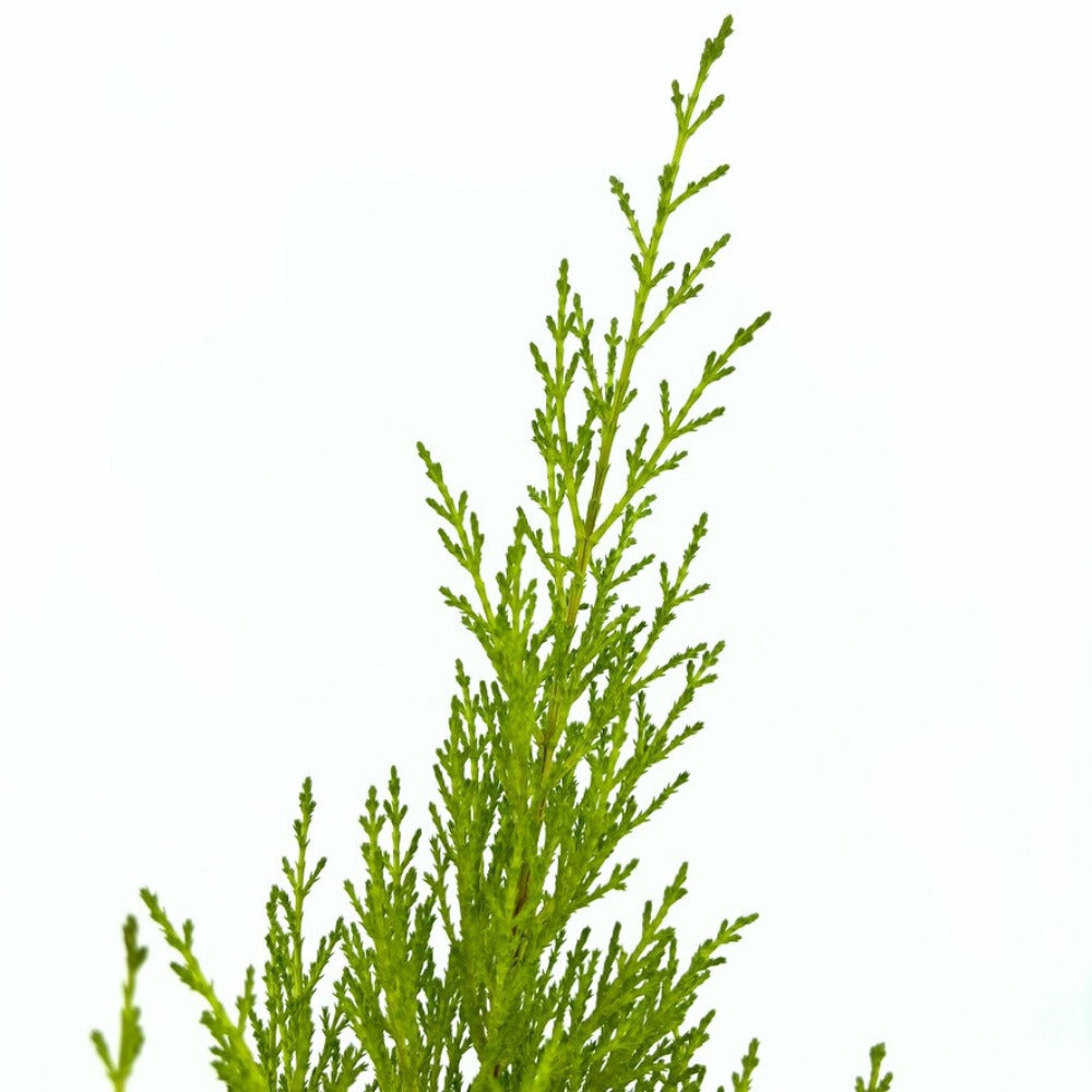 Chiparos de Lamaie Goldcrest Wilma, conifer decorativ auriu, forma piramidala, crestere compacta, rezistenta la taiere si parfum placut de lamaie