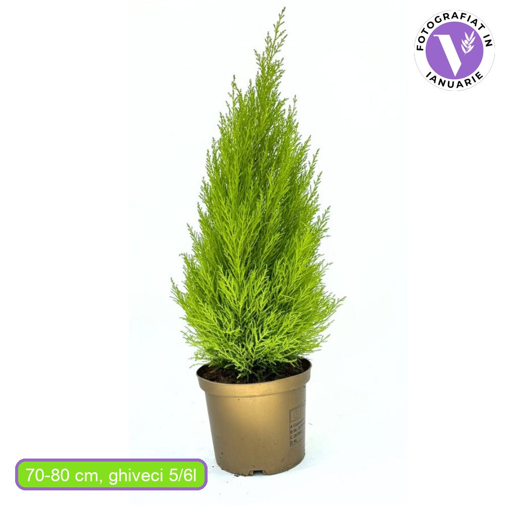 Chiparos de Lamaie Goldcrest Wilma, conifer decorativ auriu, forma piramidala, crestere compacta, rezistenta la taiere si parfum placut de lamaie