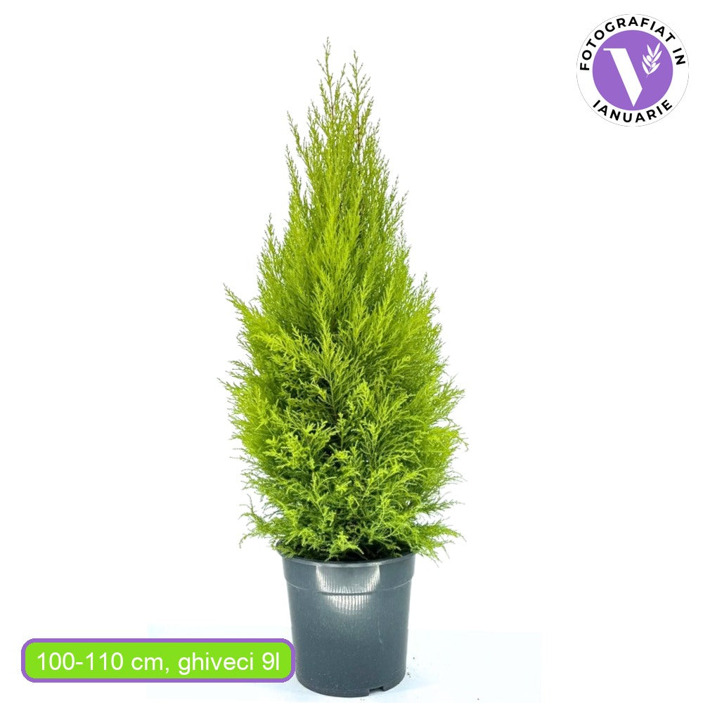 Chiparos de Lamaie Goldcrest Wilma, conifer decorativ auriu, forma piramidala, crestere compacta, rezistenta la taiere si parfum placut de lamaie