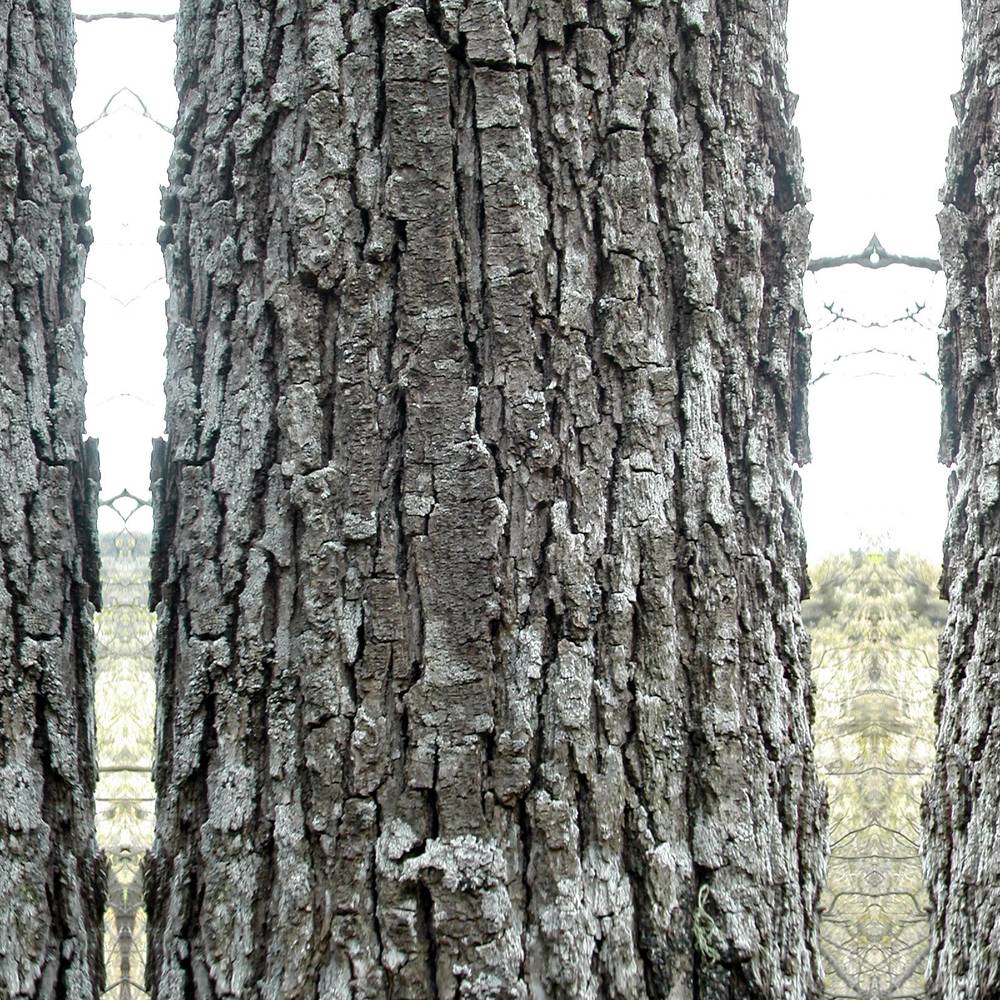Stejar Romanesc (Gorun) Quercus petraea, maiestuos, longeviv, frunze lungi