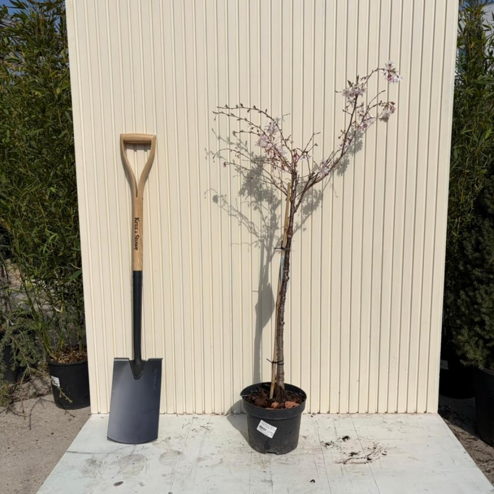 Copac Sakura, Cires Japonez Autumnalis Rosea, cu flori roz-pal