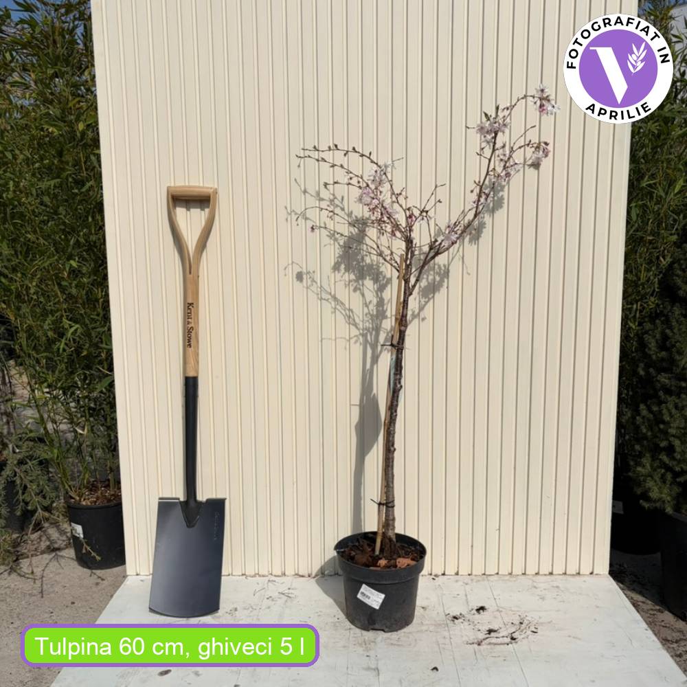 Copac Sakura, Cires Japonez Autumnalis Rosea, cu flori roz-pal
