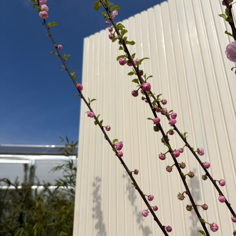 Migdal Japonez Pitic Ornamental Triloba, copacel cu flori roz duble spectaculoase, rezistent pana la - 25 grade Celcius