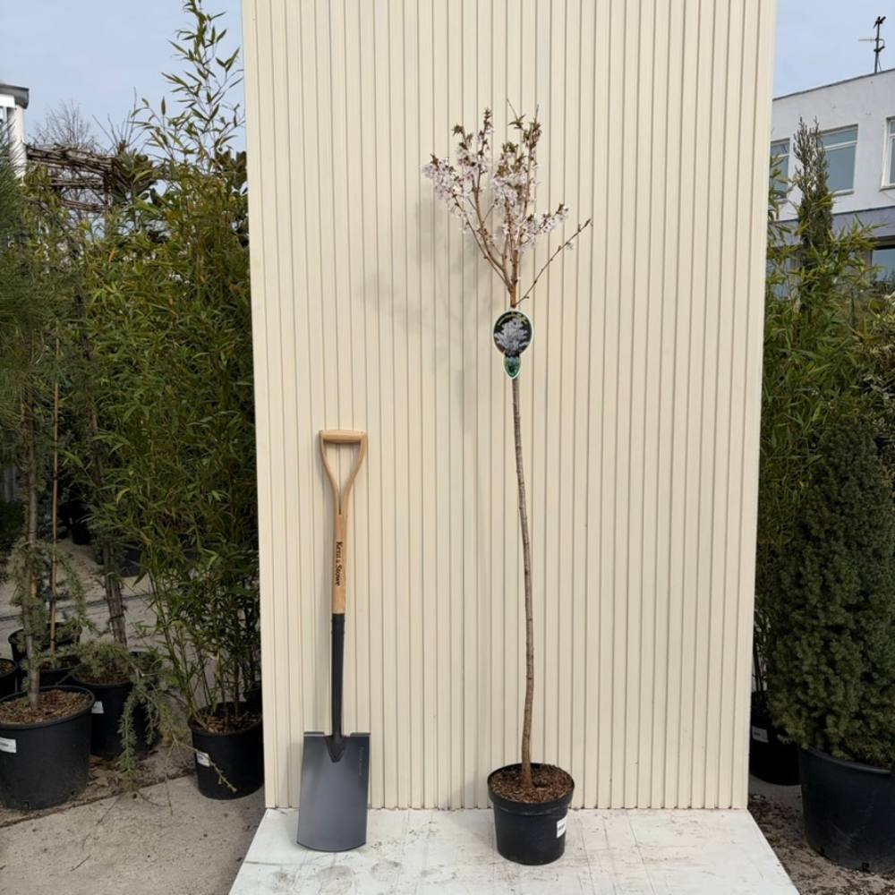 Copac Sakura (Cires Japonez) Prunus nipponica 'Brilliant', flori alb-roz delicate, crestere compacta, ideal pentru gradini mici si terase